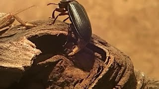 Mealworm Beetle Oviposition laying eggs Tenebrio molitor  Mehlkäfer legt Eier [upl. by Charlean]