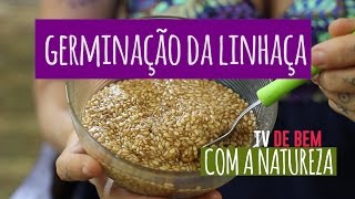 TV de BEM com a Natureza  Germinação da Linhaça [upl. by Atiekram146]