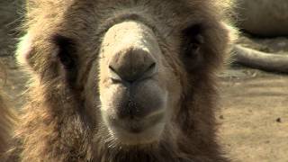 Bactrian Camel  Cincinnati Zoo [upl. by Lochner806]