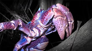 Worlds LARGEST Coconut CRAB Catch Clean Cook Asuncion Island CNMI [upl. by Thea139]