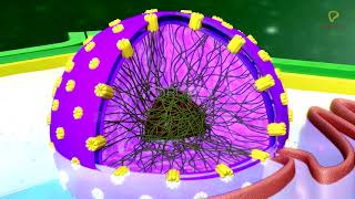 Practicallys Concepts  Nucleus Nuclear Envelope Nucleoplasm amp Nucleoli  LearnPractically [upl. by Neenad]