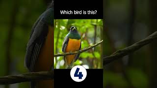 Amazonian black throated trogon [upl. by Flip]