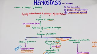 Hemostasis  Easy Flowchart  Physiology [upl. by Pang]