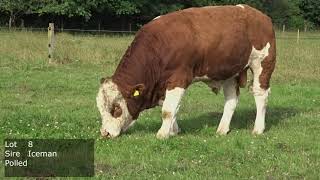 Simmental Bulls 2021 [upl. by Supen]