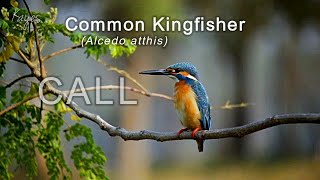 Common Kingfisher Alcedo atthis CALL or BREEDING SONG [upl. by Terrence]