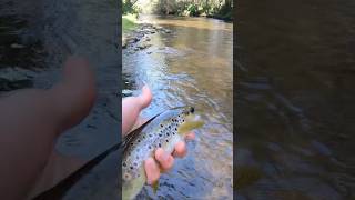 Fly Fishing the Goulburn and Rubicon Rivers  Full Video Out Now [upl. by Cynthy]