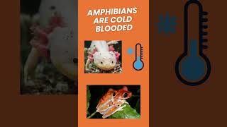 What is an amphibian Amphibian Facts for Kids  Amphibian Characteristics  Animal Adaptations [upl. by Nepean]