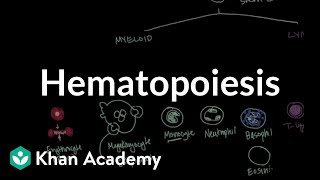 Hematopoiesis  Hematologic System Diseases  NCLEXRN  Khan Academy [upl. by Tonina]