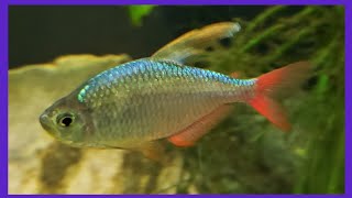 RedBlue Columbian Tetra Are Colorful Additions To Your Tank [upl. by Iran57]