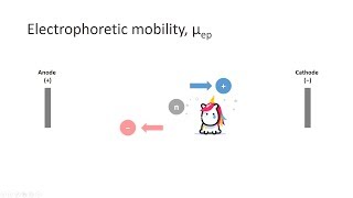 Capillary Electrophoresis Part 3 Electrophoretic mobility [upl. by Elumas]