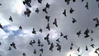 pigeons flying  sound effect [upl. by Greta752]