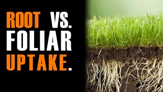 Speculations on Root vs Foliar Nitrogen Uptake [upl. by Dincolo]