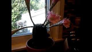 Cactus flowers wilting time lapse [upl. by Ydurt]