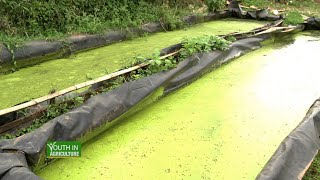 Azolla farming Guide  Rich proteins feed for cattle and poultry Part 1 [upl. by Middendorf]