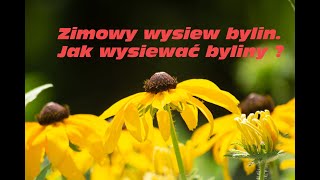 Jak wysiewam byliny zimą  Liatra Lawenda Jeżówka [upl. by Ahkos190]