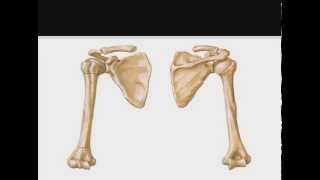 Anatomia  Membros Superiores  1  Osteologia [upl. by Aerdua]