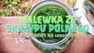 Nalewka ze skrzypu polnego 🥂🥂🥂  PRZEPIS na wstępne przygotowanie [upl. by Olgnaed268]