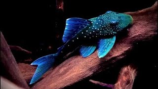 Hemiancistrus L128 Blue Phantom [upl. by Letram]