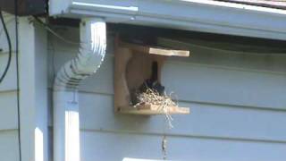 Robin Bird House A Nest Box For American Robins Doves Nesting Shelf [upl. by Jopa144]