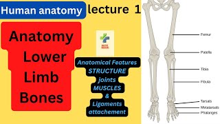 Bones of the lower limb lower limb anatomy lecture 1 introduction  urdu hindi [upl. by Tenom]