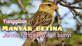 Manyar betina [upl. by Bren]