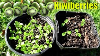 Growing Kiwiberries From Seed  2 Methods [upl. by Kowatch]