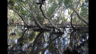 Kenya  des abeilles luttent contre la déforestation de mangroves [upl. by Juni691]