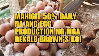 MAHIGIT 50 DAILY NA ANG EGG PRODUCTION NG MGA DEKALB BROWNquotS KO [upl. by Pearman]