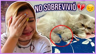 YA NACIERON LOS GATITOS 😔 UN VIDEO MUY TRISTE  Lulu99 [upl. by Enneite]