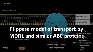 Flippase model of transport by MDR1 and similar ABC proteins [upl. by Aloke799]