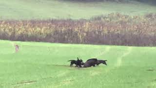 Gelnhausen Jagdhunde traktieren und beißen Wildschwein [upl. by Agathy304]