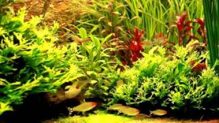 HD 1080p Rotkopfsalmler Hemigrammus bleheri  Blehers Rummy Nose Tetras [upl. by Nedle]