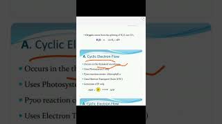 PhotosynthesislLight Reaction 73Cyclic and Non cyclic Photophosphorylation ‎botanysolution4054 [upl. by Valiant688]