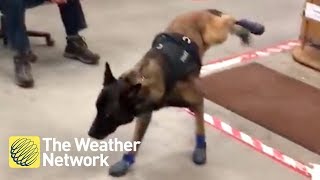 Police dog cant get used to his new winter booties [upl. by Airotel]