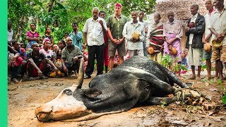 African Cow Feeds ENTIRE Village Rare Tradition in Madagascar [upl. by Zobkiw]