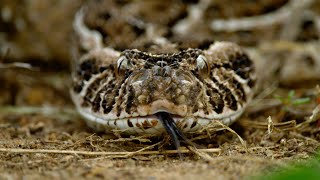 Así muda la piel la víbora bufadora la serpiente con el ataque más rápido  National Geographic [upl. by Kiki]