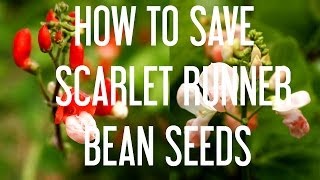 How to Save Scarlet Runner Bean Seeds [upl. by Asor683]