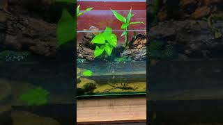 Mini paludarium nature fish aqaurium [upl. by Reivad]