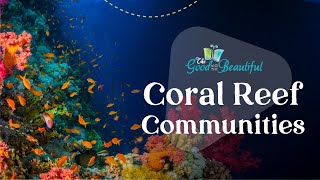 Coral Reef Communities  Marine Biology  The Good and the Beautiful [upl. by Llertrac]