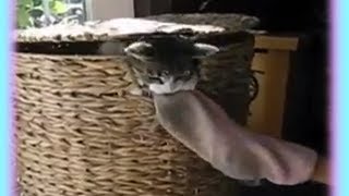 Hamper Cat Steals Socks [upl. by Ev697]