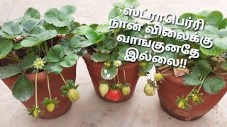 Strawberry growing tipsA to ZTamil [upl. by Adabelle]