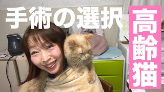 【高齢猫 生還】高齢猫の手術の選択 全身麻酔 [upl. by Kape]