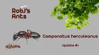 Camponotus Herculeanus Colony Update 1  A New Year Ahead [upl. by Htirehc]