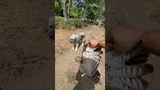 Rescue a hawk got stuck in the chicken coop😍🦅 [upl. by Neenad]