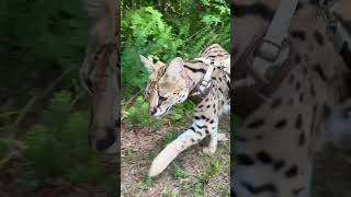 Leash Walk with a Serval serval servalcats [upl. by Bornstein694]