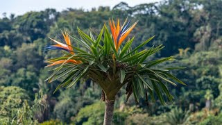 The Strelitzia Plant A Complete Guide to Growing and Caring for the Bird of Paradise [upl. by Norahc]