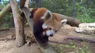 Red Panda Encounter  Oglebay Zoo September 2016 [upl. by Heigl41]