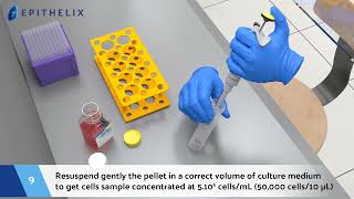 Epithelix Macrophage kit [upl. by Sialac]