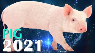 Pig Horoscope 2021  Born 1935 1947 1959 1971 1983 1995 2007 2019 [upl. by Ritch]