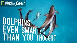 Dolphins Even Smarter Than You Thought  Nat Geo Live [upl. by Kipper]